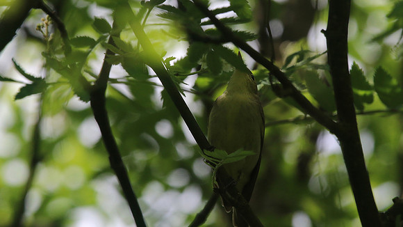 Icterine Warbler, Laggan, June 2016