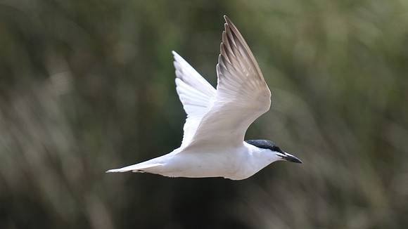 Gull-billed Tern, Kingsteignton, Devon