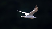 Gull-billed Tern, Kingsteignton, Devon