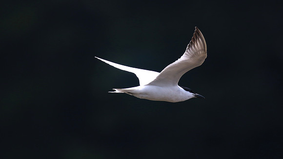 Gull-billed Tern, Kingsteignton, Devon