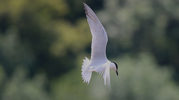 Gull-billed Tern, Kingsteignton, Devon