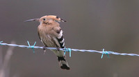 Hoopoe, Wall Heath, December 2015