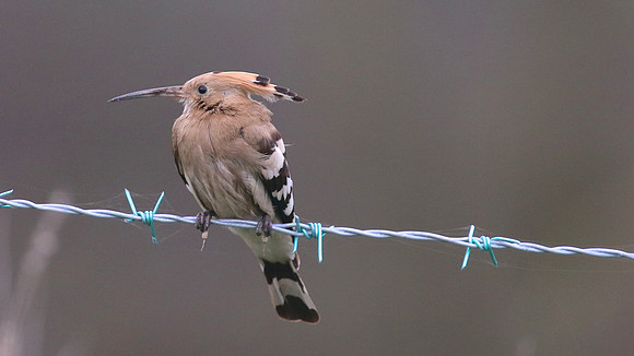 Hoopoe, Wall Heath, December 2015