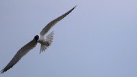 Gull-billed Tern, Kingsteignton, Devon