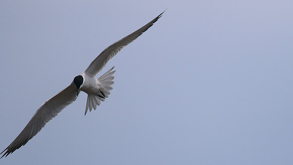 Gull-billed Tern, Kingsteignton, Devon
