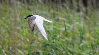 Gull-billed Tern, Kingsteignton, Devon