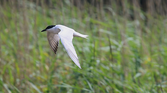 Gull-billed Tern, Kingsteignton, Devon