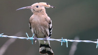 Hoopoe, Wall Heath, December 2015