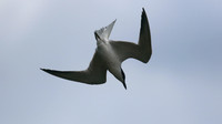 Gull-billed Tern, Kingsteignton, Devon