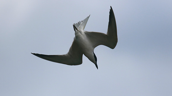 Gull-billed Tern, Kingsteignton, Devon