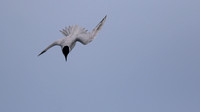 Gull-billed Tern, Kingsteignton, Devon