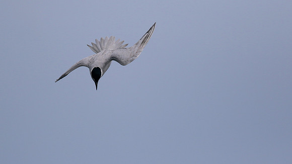 Gull-billed Tern, Kingsteignton, Devon