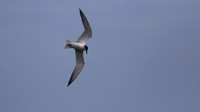 Gull-billed Tern, Kingsteignton, Devon