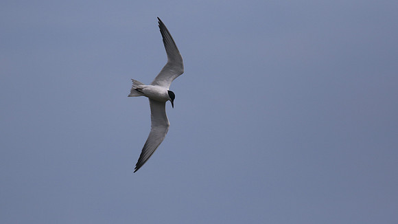 Gull-billed Tern, Kingsteignton, Devon