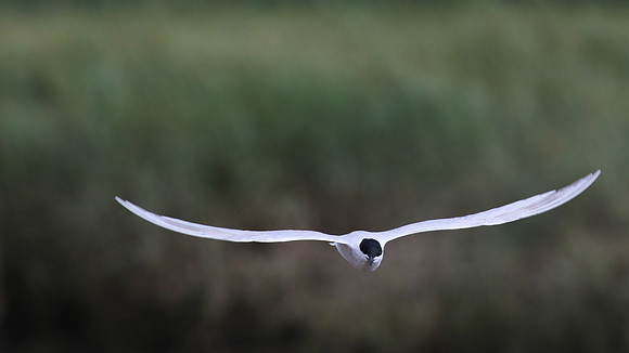Gull-billed Tern, Kingsteignton, Devon