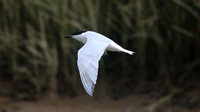 Gull-billed Tern, Kingsteignton, Devon