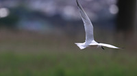 Gull-billed Tern, Kingsteignton, Devon