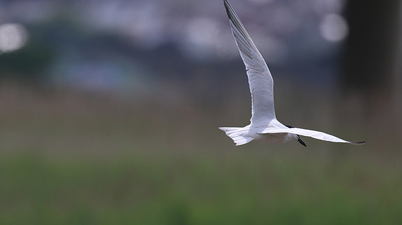 Gull-billed Tern, Kingsteignton, Devon