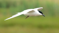 Gull-billed Tern, Kingsteignton, Devon