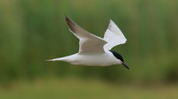 Gull-billed Tern, Kingsteignton, Devon