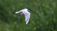 Gull-billed Tern, Kingsteignton, Devon