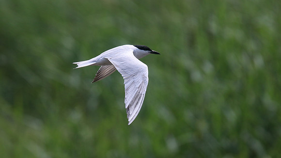 Gull-billed Tern, Kingsteignton, Devon