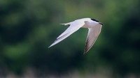 Gull-billed Tern, Kingsteignton, DevonGull-billed Tern, Kingsteignton, Devon