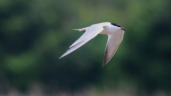 Gull-billed Tern, Kingsteignton, DevonGull-billed Tern, Kingsteignton, Devon