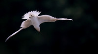 Gull-billed Tern