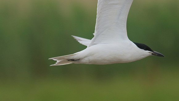 Gull-billed Tern, Kingsteignton, Devon