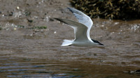 Gull-billed Tern, Kingsteignton, Devon