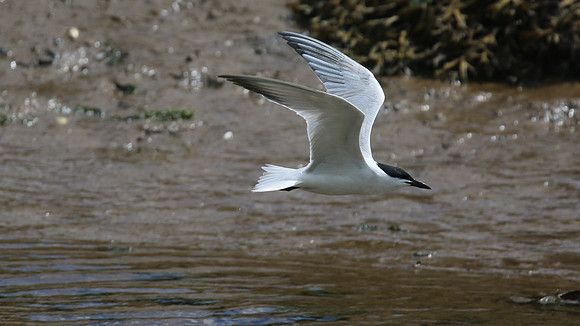 Gull-billed Tern, Kingsteignton, Devon