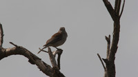 Grey Thrush Shrike, Australia 2013