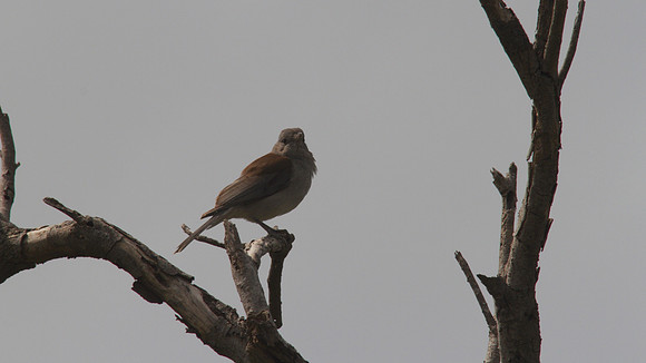 Grey Thrush Shrike, Australia 2013