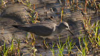Grey-tailed Tattler, Cairns, November 2013
