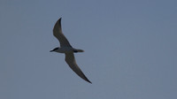 Gull-billed Tern, Zakaki Pool, July 2014
