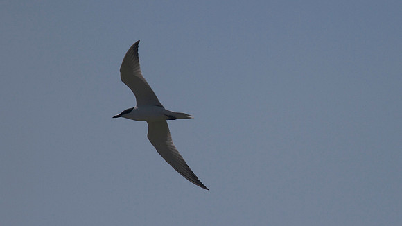 Gull-billed Tern, Zakaki Pool, July 2014