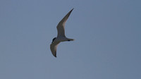 Gull-billed Tern, Zakaki Pool, July 2014