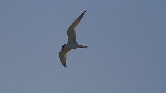 Gull-billed Tern, Zakaki Pool, July 2014