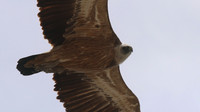 Griffon Vulture, Kensington Cliffs, Cyprus, May 2016