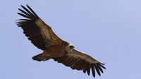 Griffon Vulture, Kensington Cliffs, Cyprus, May 2016