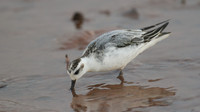 Grey Phalarope, Budleigh Salterton, October 2014