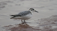 Grey Phalarope, Budleigh Salterton, October 2014