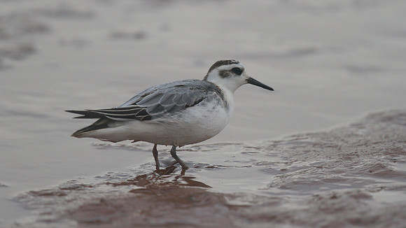 Grey Phalarope, Budleigh Salterton, October 2014