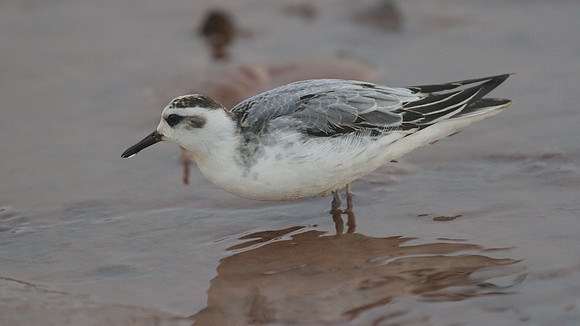 Grey Phalarope, Budleigh Salterton, October 2014
