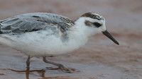 Grey Phalarope, Budleigh Salterton, October 2014