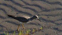 Grey-tailed Tattler, Cairns, November 2013