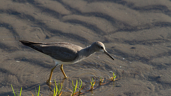 Grey-tailed Tattler, Cairns, November 2013