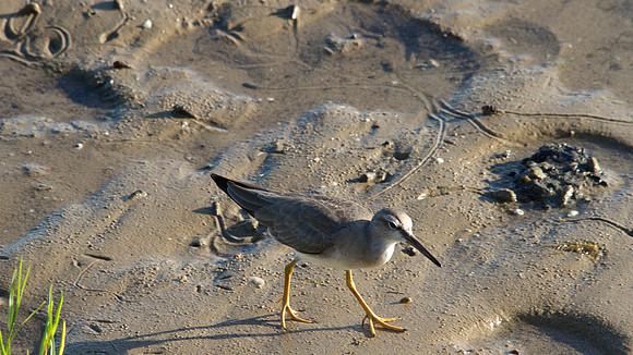 Grey-tailed Tattler, Cairns, November 2013