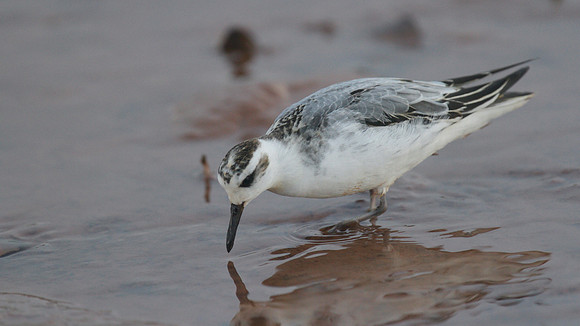 Grey Phalarope, Budleigh Salterton, October 2014